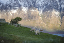 New Zealand 2025 (1 group) (37/66)